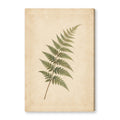 FERN canvas wall art on white background