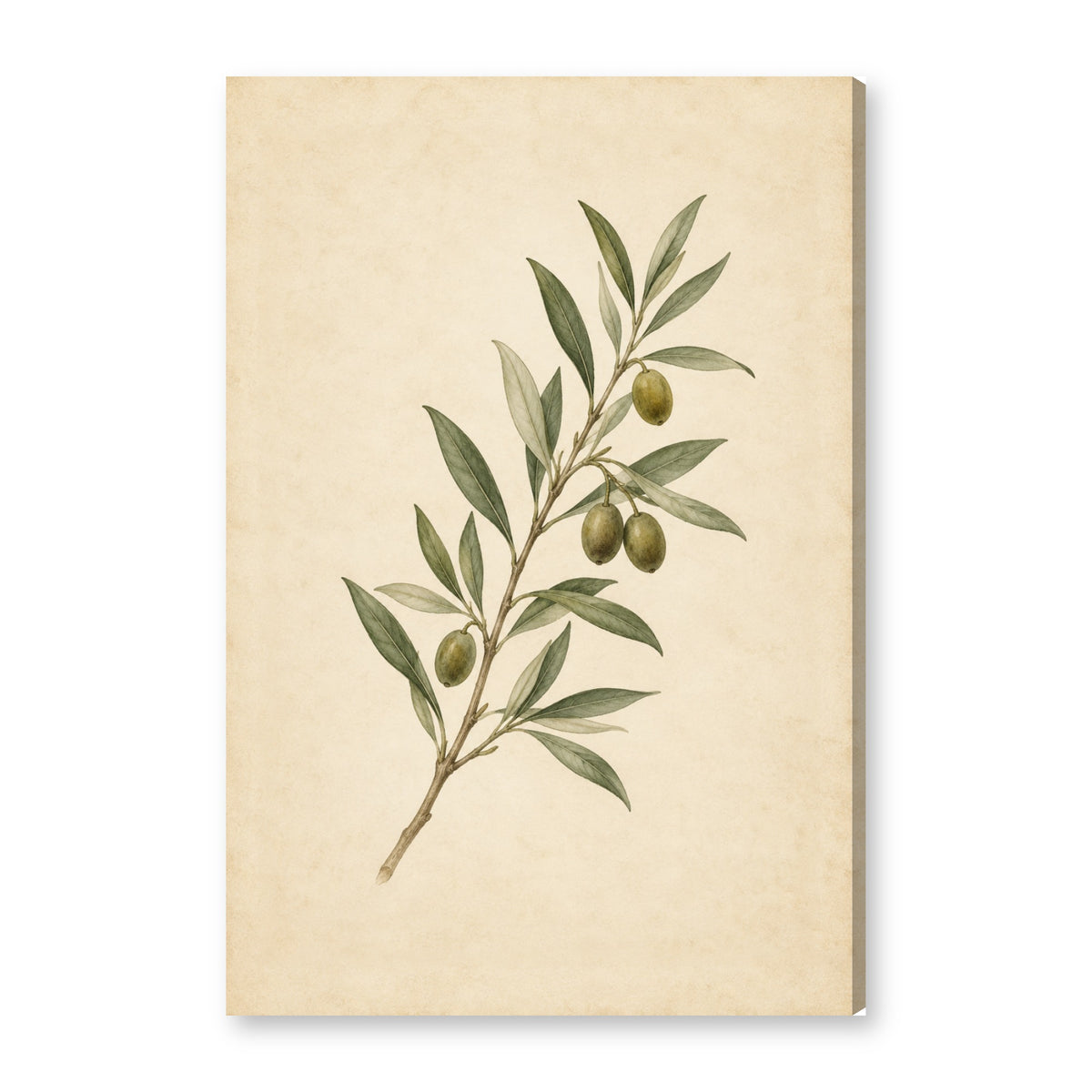 OLIV canvas wall art on white background