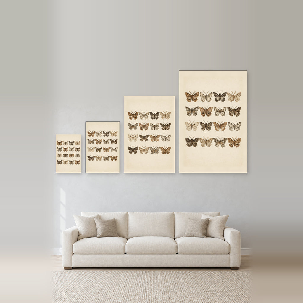 Vintage Moth Specimen - 08-size-guide.jpg