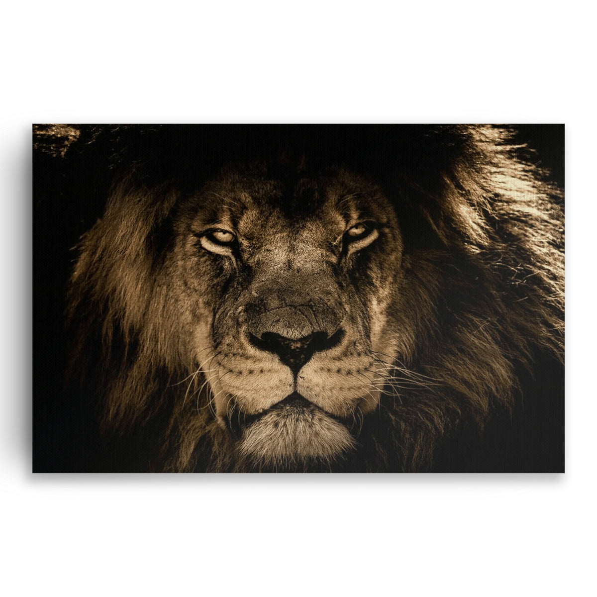 King Of The Jungle Lion Canvas – Dramatic Wildlife Wall Art
