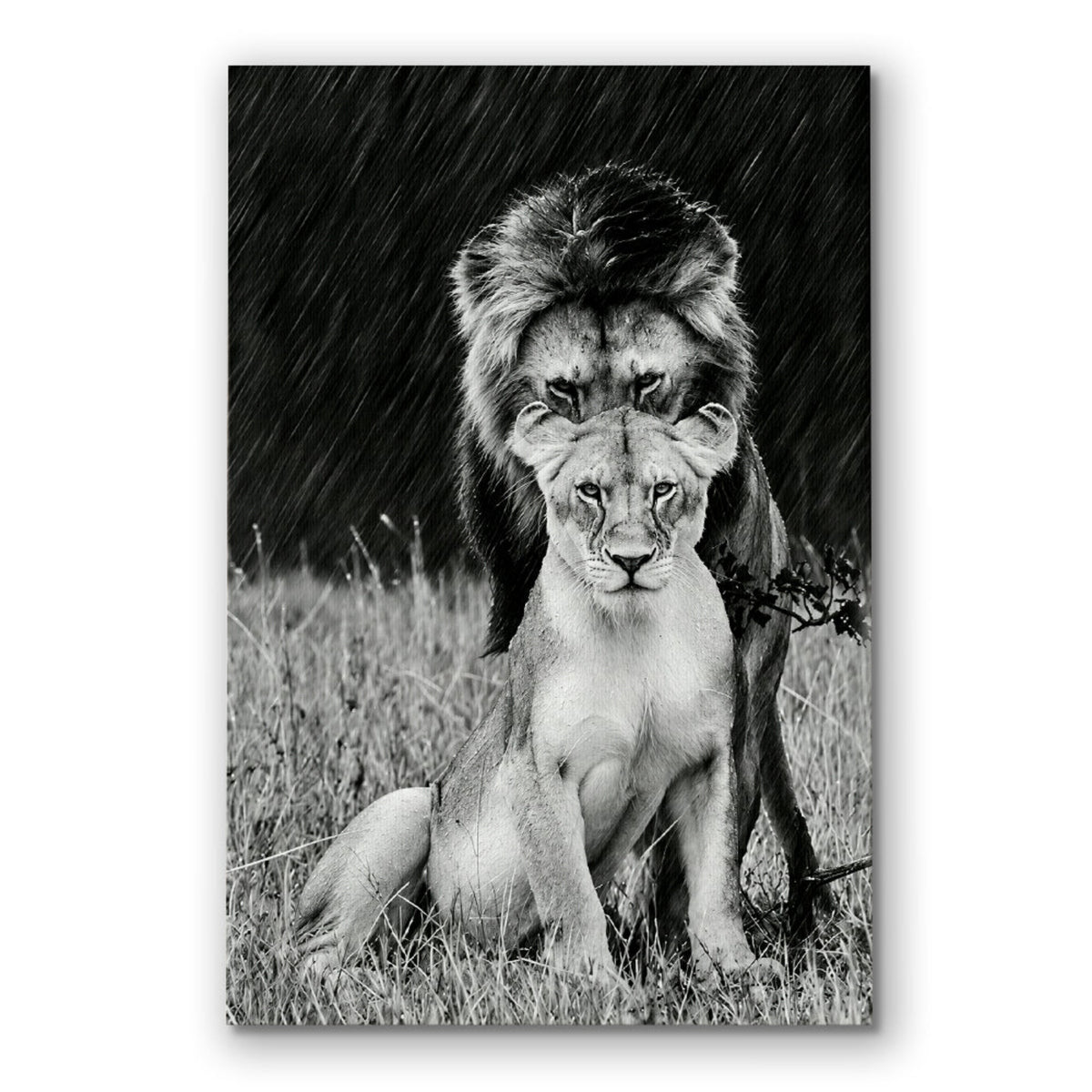 Lion And Lioness Gold Crown Canvas – Couple Wall Art Pair